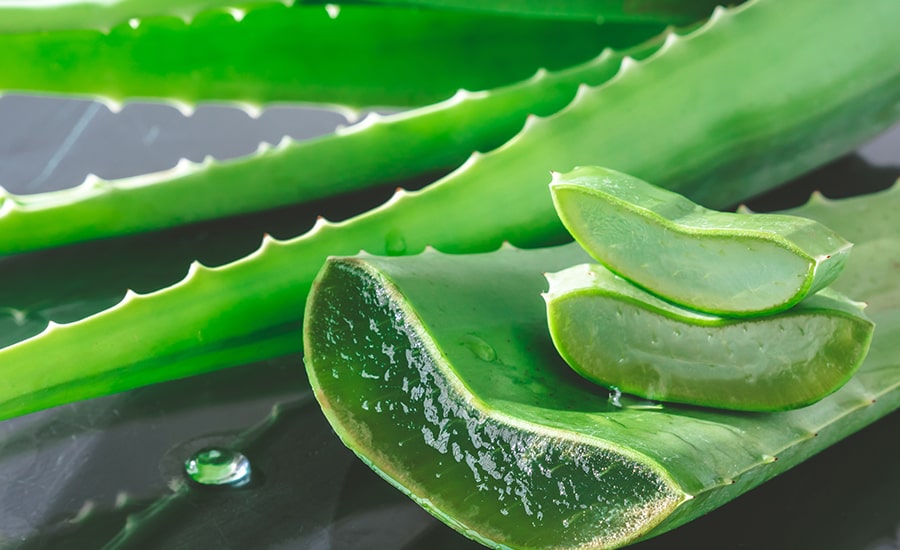 Quels sont les bienfaits de la plante grasse de l'aloe vera ?