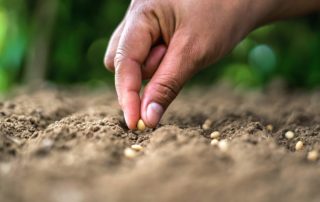 Estragon, votre jardinerie en ligne pour l'achat de semences en Belgique