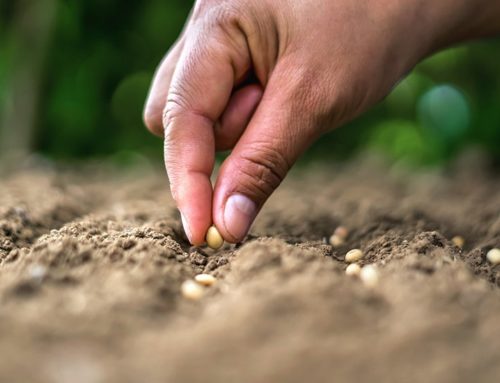 Estragon, votre jardinerie en ligne pour l’achat de semences en Belgique