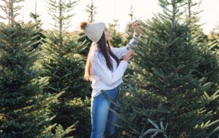 Épicéa, Nordmann ou Douglas : guide des différentes variétés de sapins de Noël