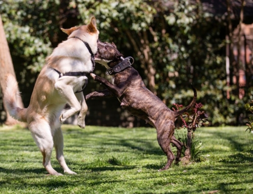 Que faire si mon chien déteste les autres chiens ?