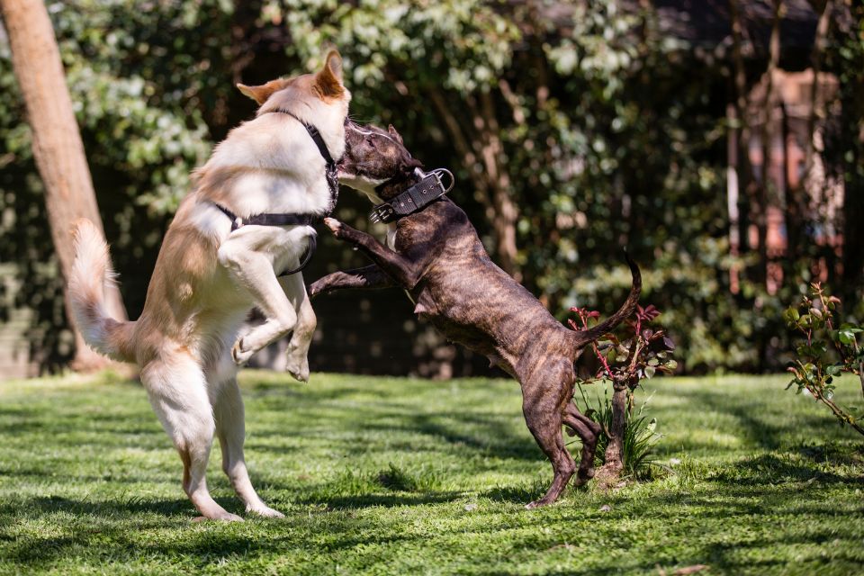 Que faire si mon chien déteste les autres chiens ?